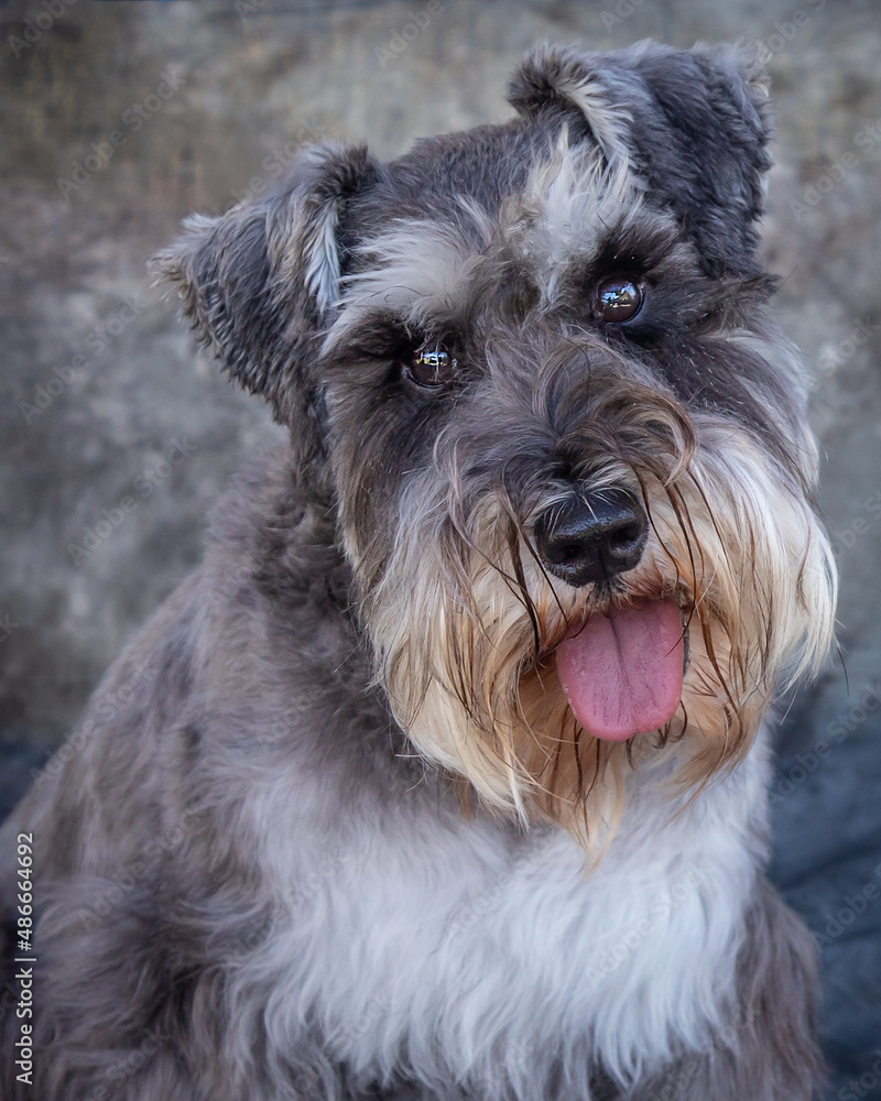 Miniature Schnauzer sits on floor in a studio with grey background