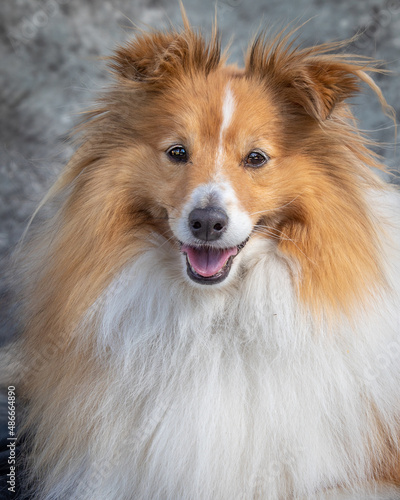 Shetland Sheep Dog sits on floor in a studio with grey background