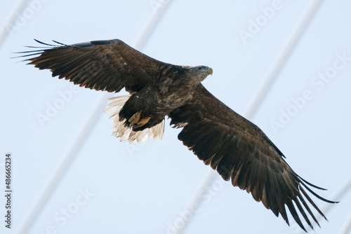 eagle
