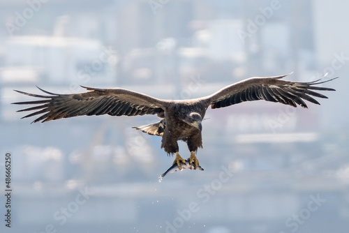 eagle