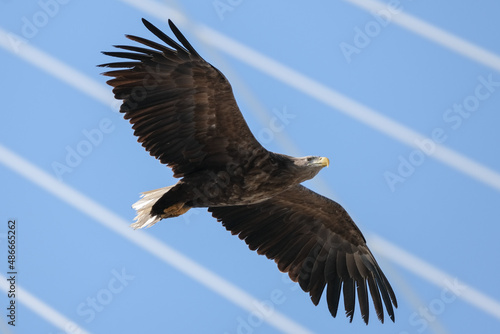 eagle