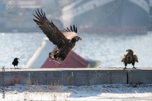 eagle