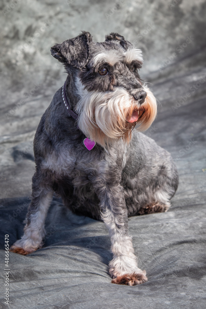 Miniature Schnauzer sits on floor in a studio with grey background