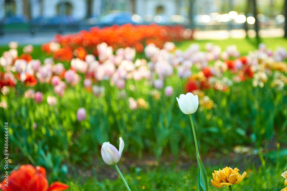 Fototapeta premium A flower bed of tulips in the city park
