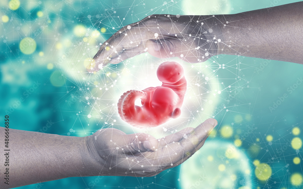 Fototapeta premium The concept of protecting and supporting the human fetus