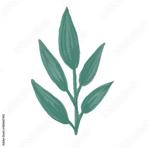 Vector Paint element of hand-drawn watercolor green leaves on a white background. Use for menus, invitations, wedding. © NMjrw