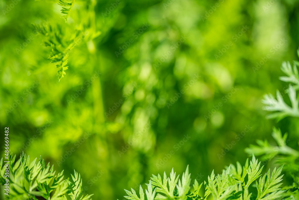 Emerald green carrot leaves background