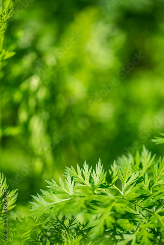 Emerald green carrot leaves background