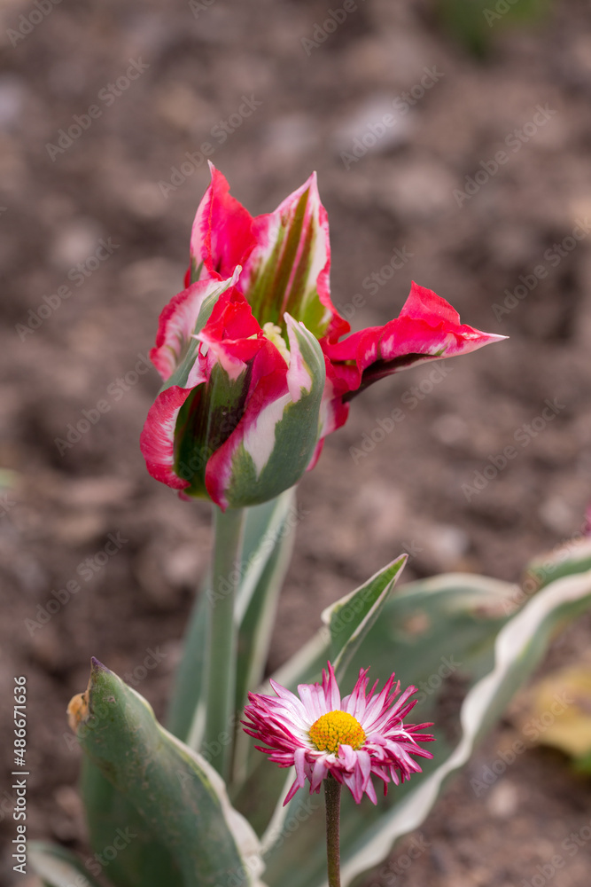 tulip in the spring garden close up
