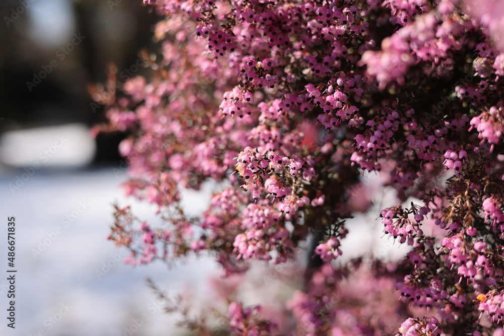冬に咲く花の写真 冬に咲く花の写真