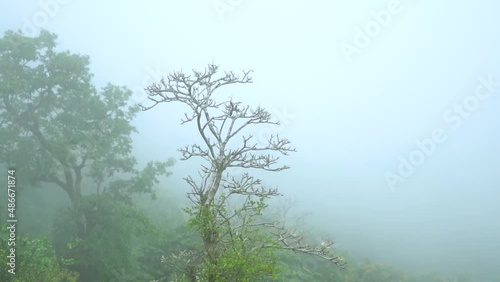 Tree in the fog at Saputara in Gujarat, India. Fog covers the saputara town during monsoon. Clouds cover the city during monsoon.	 photo