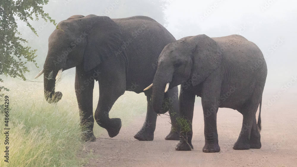 Fototapeta premium African elephant in dense mist