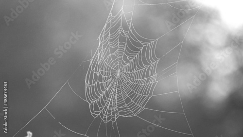 a spider web on a misty morning