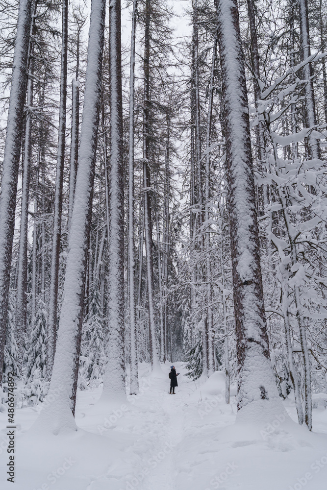Woman in warm clothes discovering wild beauty of Swedish national park in winter. View from distance of female looking at mighty snow-covered firs and pines trees in snowy magic lapland woodland Woman in warm clothes discovering wild beauty of Swedish national park in winter. View from distance of female looking at mighty snow-covered firs and pines trees in snowy magic lapland woodland