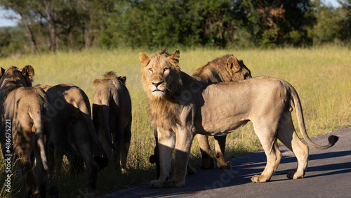 Obraz na plátně a coalition of 6 lions on the move in the wild