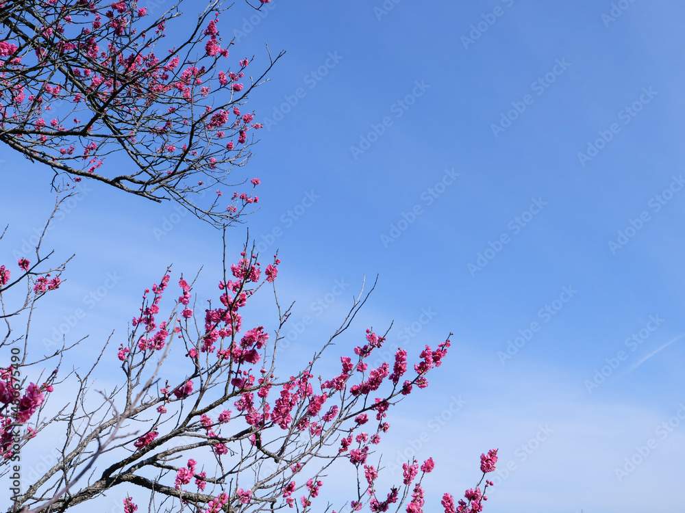 梅の花と青空