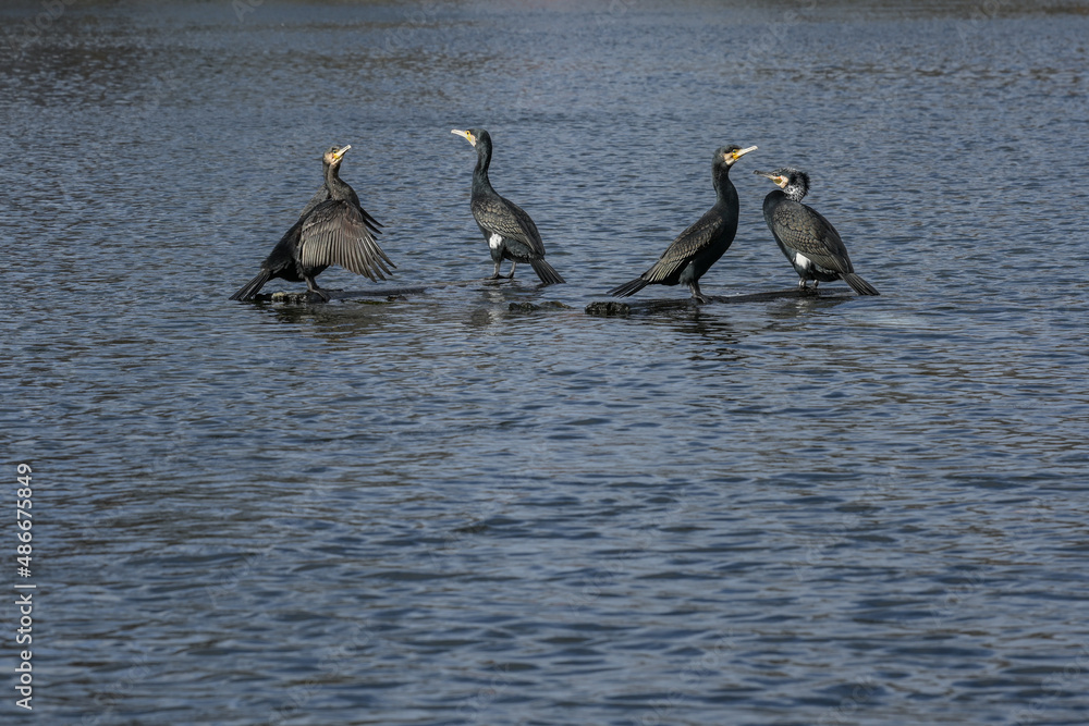 Fototapeta premium Four cormorants (Phalacrocorax carbo) resting and drying their feathers on a log after fishing in the lake, copy space