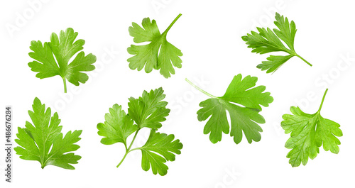 Parsley isolated on white background. A set of fresh green parsley leaves.
