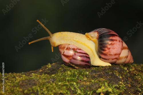 Two little snails are foraging on a bush. This mollusk has the scientific name Limicolaria sp.  photo