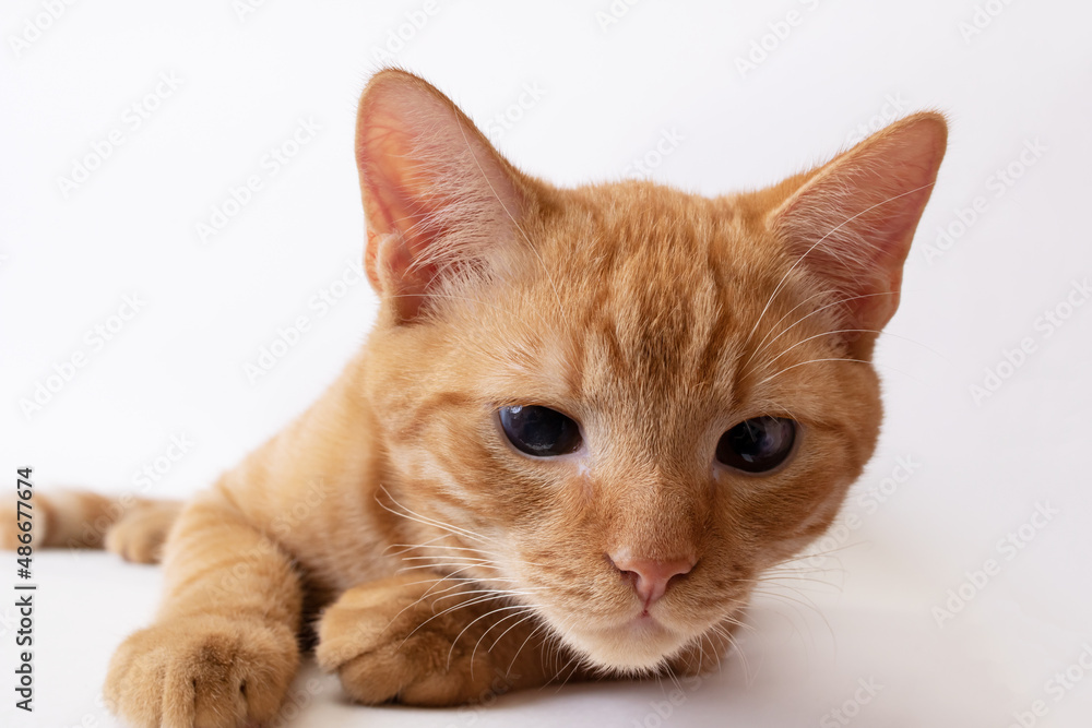 Sleeping ginger kitten lies on gray background Sleeping ginger kitten lies on gray background