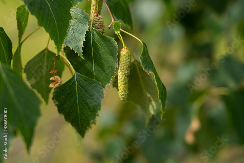 Branch of birch tree and with green leaves and catkins (Betula pendula, silver birch, warty birch, European white birch) with green leaves and catkins.
