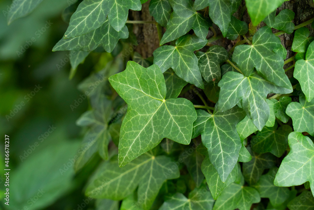 Ivy, Hedera helix or European ivy climbing on rough bark of a tree. Close up photo. Ivy, Hedera helix or European ivy climbing on rough bark of a tree. Close up photo.