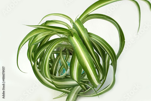 chlorophytum comosum, spider house plant evergreen perennial flowering plant