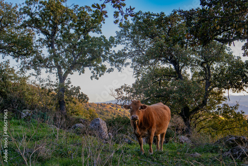 Mucca che pascola nel parco di Su Motti, comune di Orroli, provincia del Sud Sardegna photo