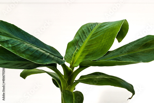 Musa green leaves tropical plant