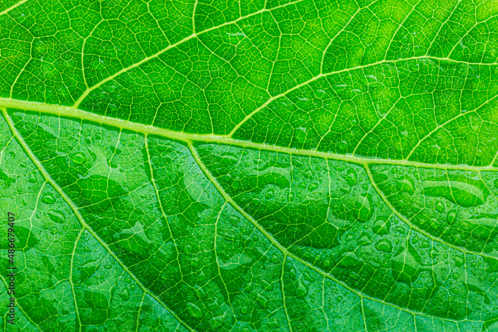 Obraz premium green macro leaf,beautiful large clear raindrops on macro green leaves water drops sparkling in the morning sunlight beautiful leaf texture in nature natural background free space 