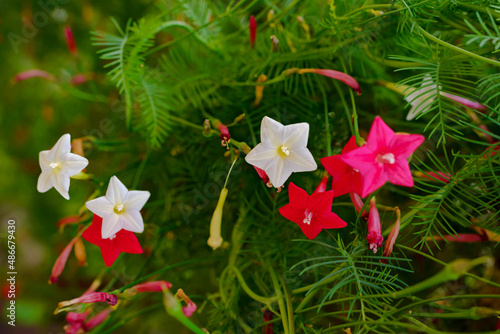 Ipomoea quamoclit. Cypress Vine. Tropical plant in the form of a scarlet star photo