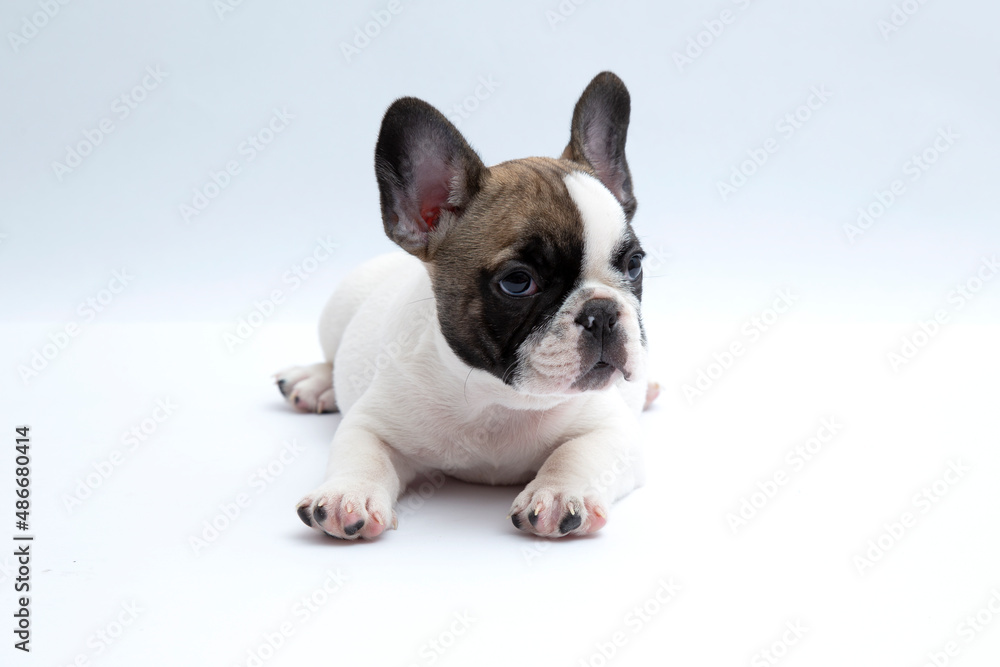 french bulldog puppy on white background