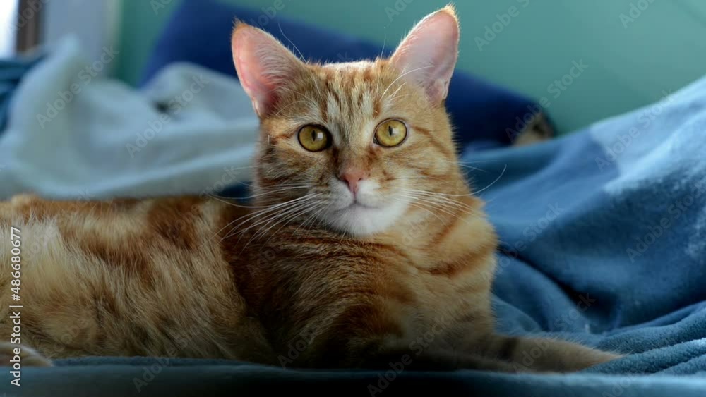 Cute young red tabby cat lying on sofa and keep an eye on something, pet at home, sunny afternoon Cute young red tabby cat lying on sofa and keep an eye on something, pet at home, sunny afternoon