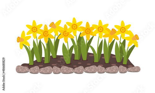 Bed of flowers with yellow narcissus. Spring flowers. Isolated flat vector illustration.