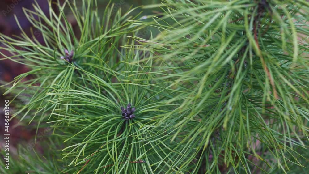 Needles on the branches of young pines in a forest nursery. A cloudy autumn day. Slow change of focus between branches. Needles on the branches of young pines in a forest nursery. A cloudy autumn day. Slow change of focus between branches.