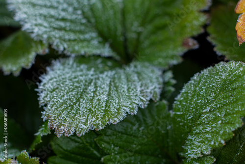 closeup of leaves of a strawberry plant with ice crystals