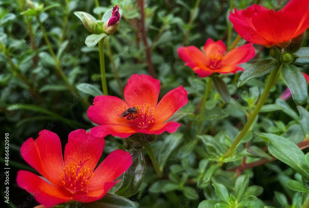 red and yellow japanese roses flower