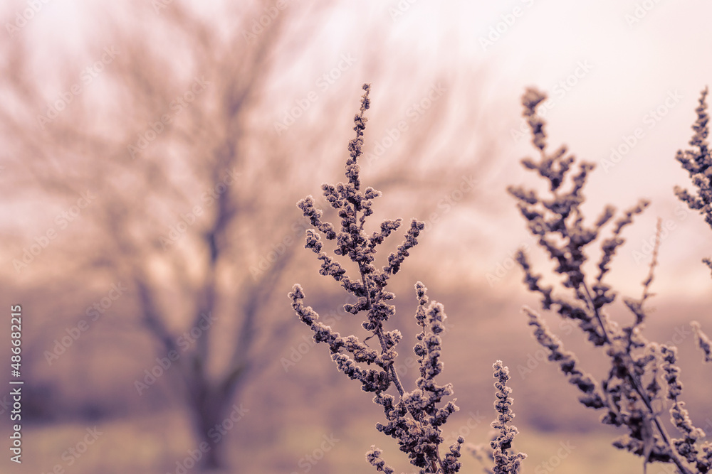 Branches of bushes covered with frost. Winter. Bad weather. Branches of bushes covered with frost. Winter. Bad weather.