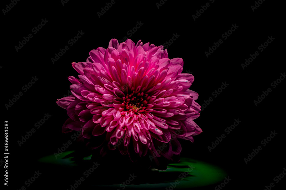 dark purple flower dahlia macro isolated on black. red dahlia, close-up. Black background. Nature flower artificial light. dark purple flower dahlia macro isolated on black. red dahlia, close-up. Black background. Nature flower artificial light.