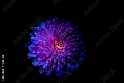 dark purple flower dahlia macro isolated on black. red dahlia,  close-up. Black background. Nature flower artificial light. 