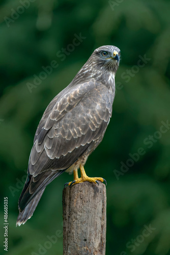  A beautiful Common Buzzard (Buteo buteo) sitting on a branch post at a pasture looking for prey. Noord Brabant in the Netherlands. Green background.                                                   