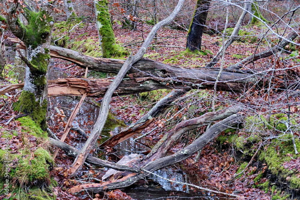 Branchages dans le sous-bois.