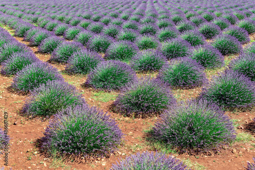 Photos A Beautiful Blooming Lavender Garden