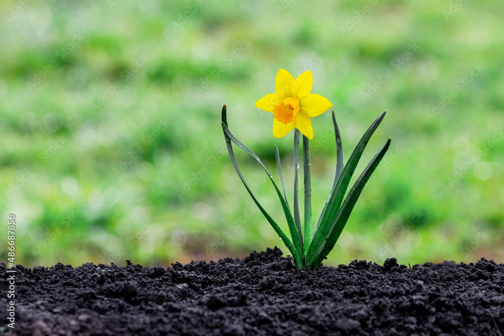 Yellow daffodil on loose soil and blurred background