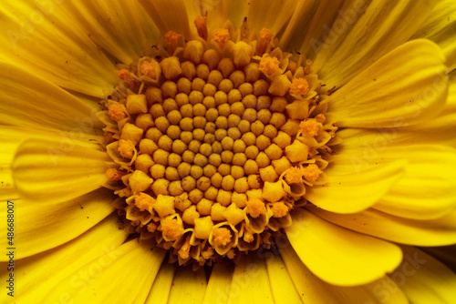 yellow flower macro