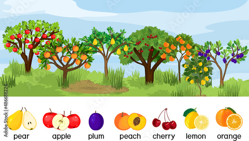 Landscape with different fruit trees with ripe fruits isolated on white background. Harvest time