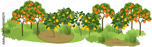 Group of orange and lemon trees with ripe fruits on the branches