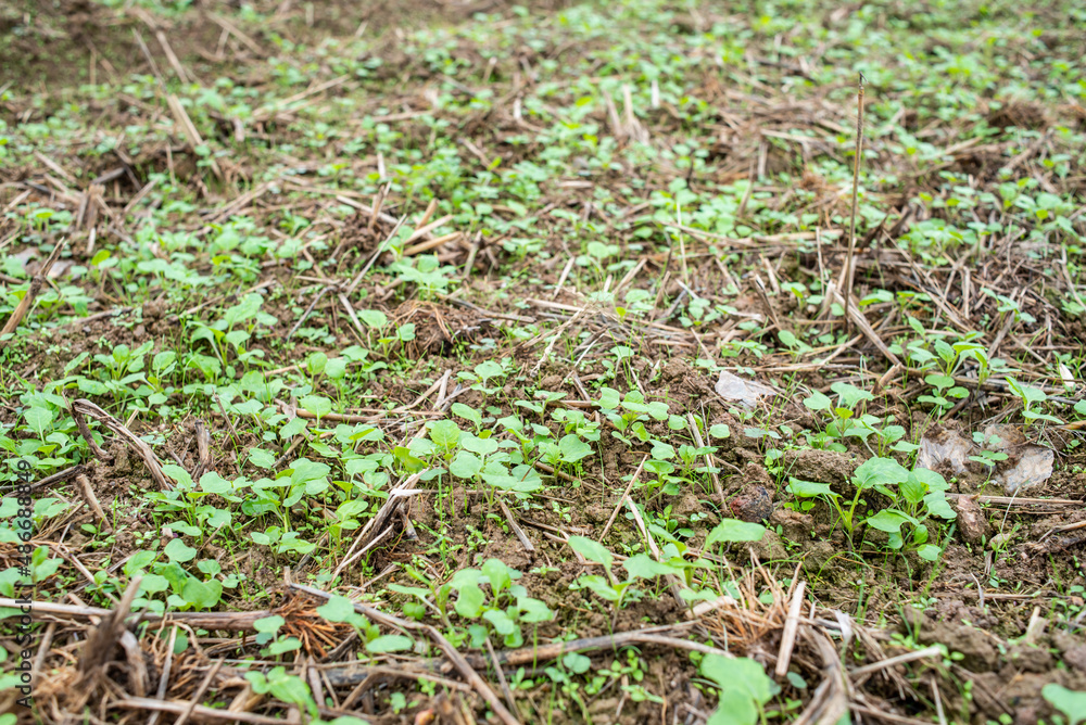 Rapeseed seedlings sprouting in farmland Rapeseed seedlings sprouting in farmland