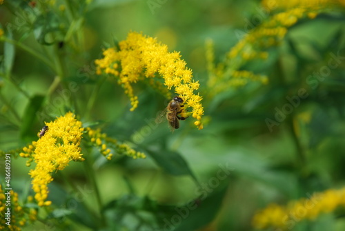Insects on Canadian goldenrod. The Canadian goldenrod plant blooms with many small, bright yellow flowers. A black-yellow bee crawls through the flowers and collects nectar
