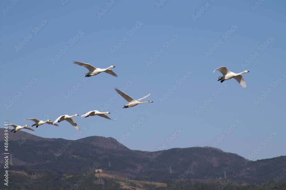 Obraz premium Swan_1002